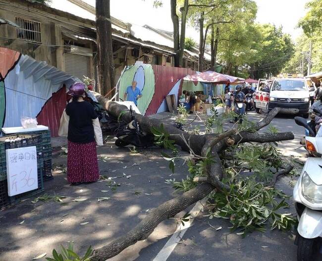 台中新民街市場路樹倒塌 路人經過遭壓傷送醫 | 華視新聞