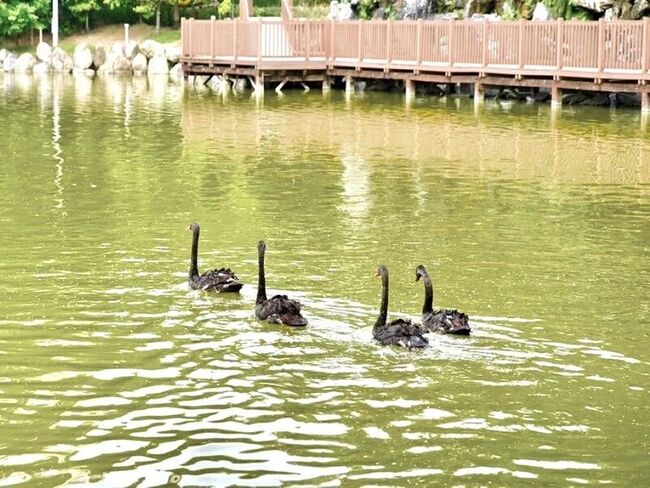 台中秋紅谷黑天鵝家族  4隻喬遷豐樂公園 | 華視新聞