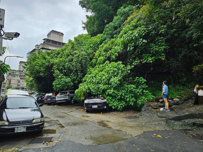 北市北投區大屯路路樹傾倒  壓損1車幸無人傷亡 | 華視新聞