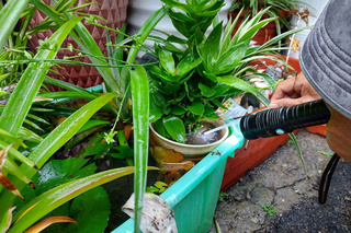 台南女尼泊爾旅遊返台不適 就醫確診登革熱