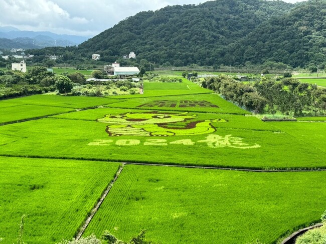 竹縣關西公所打造龍寶寶彩繪稻田  推廣在地農產 | 華視新聞