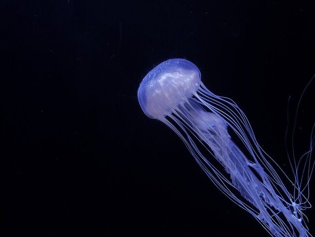 台日交流水母飼育 海景公司與加茂水族館簽協定 | 華視新聞