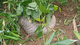 富里鄉羅山村發現受困繩索穿山甲 鄉民公所聯手救援