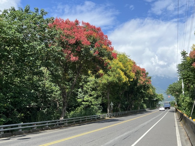 台灣欒樹季節限定美景 台東山海轉角處處秋意濃 | 華視新聞