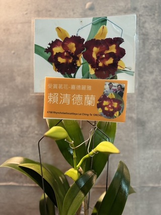 台南水道博物館5週年慶蘭花展 「賴清德蘭」將現身