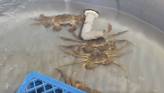 颱風威脅 上市在即苗栗大閘蟹農加強防護