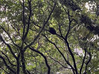 警專學生打掃遭虎頭蜂螫傷 7人送醫皆意識清楚