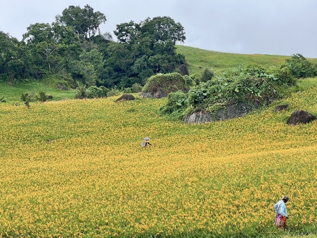 颱風帶來豐沛雨水  花蓮六十石山金針花盛開 | 華視新聞