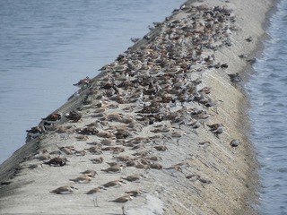 西海岸泥灘地近百年消失58% 減流失保生物多樣性