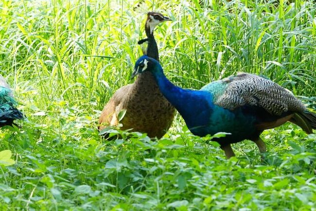 台中都會公園爆孔雀放風 市府：已聯繫飼主妥善管顧 | 華視新聞