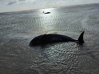 台中鷺鷥林沙灘4隻小虎鯨擱淺 海保署搶救中