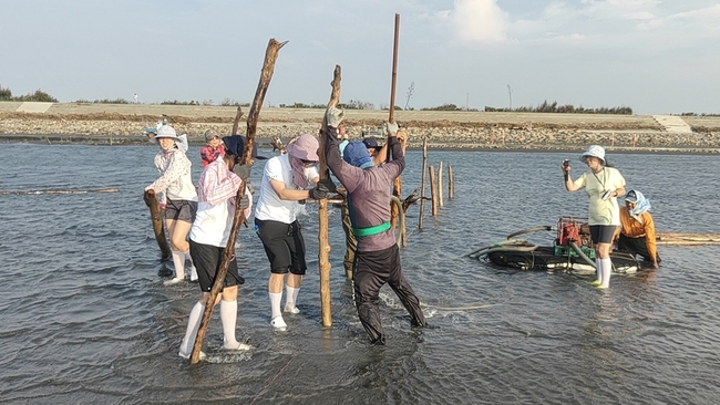 王功潮間帶豎漂流木作蚵礁  盼新棲息地復育生態 | 華視新聞