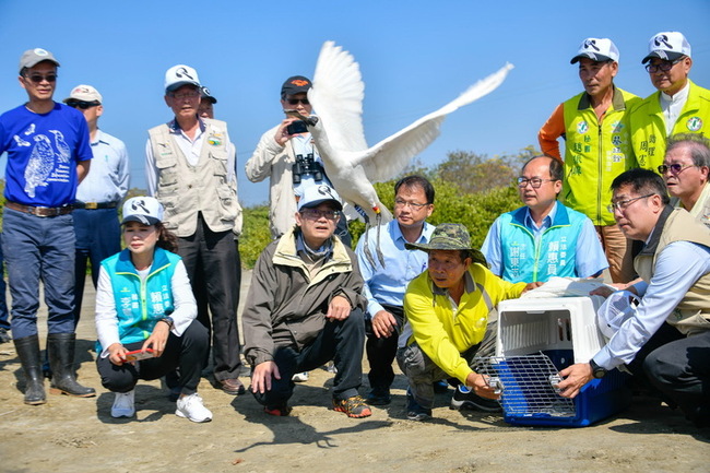 黑面琵鷺保育季10/20揭幕  共尋18隻傷癒黑琵 | 華視新聞