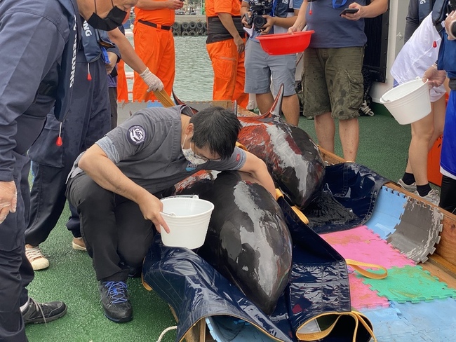 台中擱淺瓜頭鯨 基隆嶼外海野放2隻回歸海洋 | 華視新聞