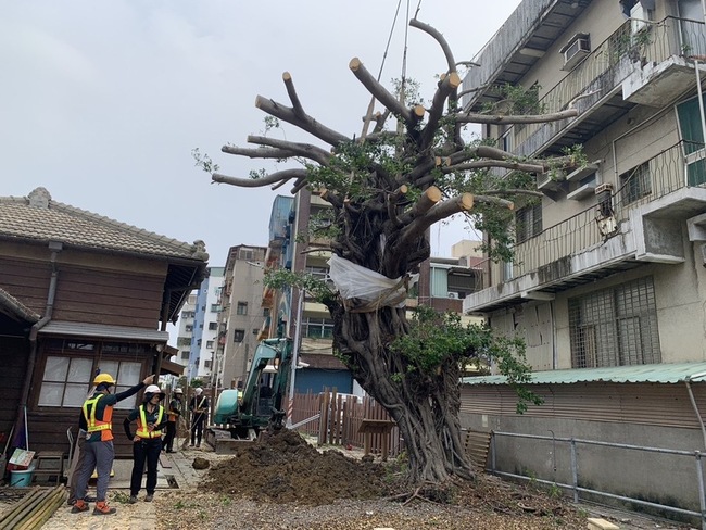 高市搶救百年榕樹 完成扶正加固支架延續地方記憶 | 華視新聞