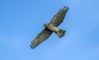 恆春半島猛禽過境 國慶鳥灰面鵟鷹單日破千隻