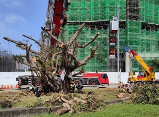又一百年老樹喜獲重生 高市議長康裕成感謝各界馳援