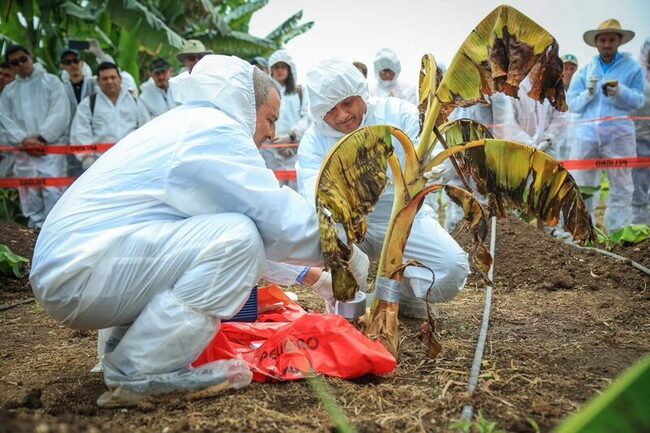 國合會辦植物檢疫論壇 秀台灣科技能量對拉美貢獻 | 華視新聞