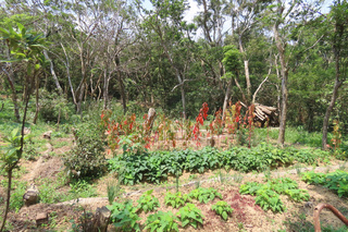 探索恆春半島植物秘境 成果展10/18台南發表
