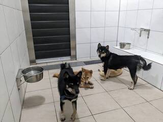 竹縣動保所查緝非法繁殖場 救出39隻犬扣留安置