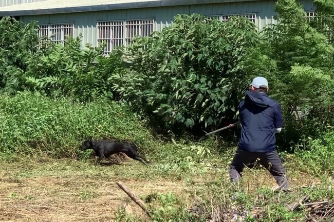 精準有效捕捉遊蕩犬  桃市出動無人機空拍結合AI | 華視新聞