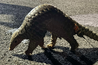 台南社大繫放穿山甲「保力達」 重回野外執行任務