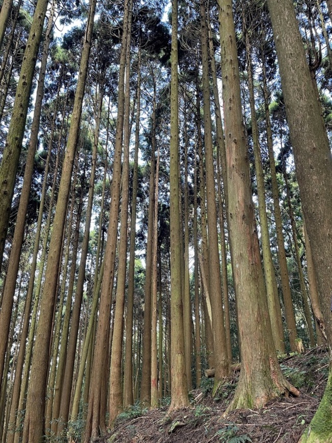 虎頭蜂窩移除 苗栗加里山大坪段10/23恢復通行 | 華視新聞