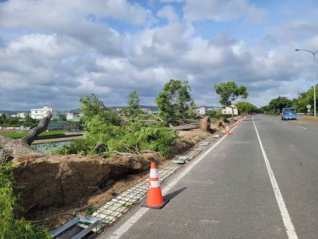 苗栗縣颳強陣風 苗市、頭份多棵路樹連根倒 | 華視新聞