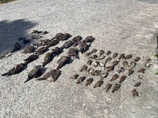 台東毒鳥事件頻傳  最高處百萬罰金籲合法驅鳥