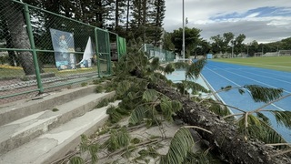 張惠妹台東母校50年老樹遭強風吹倒 學生幸運躲過