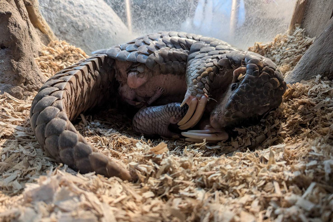 北市動物園110歲慶生 13種焦點動物彰顯保育精神 | 華視新聞