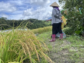 颱風康芮逼近  台東農改場籲防颱留意焚風