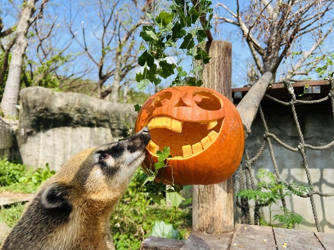 雕刻南瓜創意佳餚  壽山動物園巧手為動物加菜 | 華視新聞