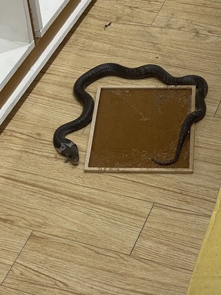 逢甲夜市服飾店竄眼鏡蛇 出動黏鼠板奮戰到天亮逮獲