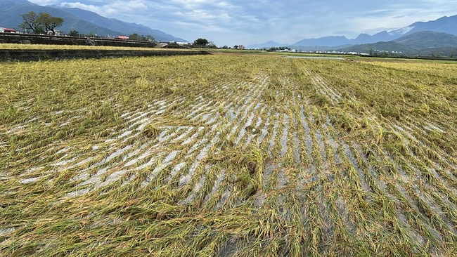 台東農損嚴重  莊瑞雄促比照山陀兒免勘災救助 | 華視新聞