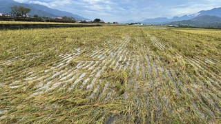 台東農損嚴重  莊瑞雄促比照山陀兒免勘災救助