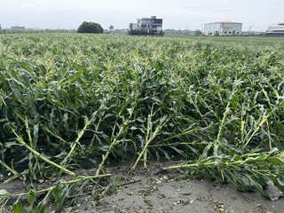 颱風過境雲林玉米等農損嚴重 藍綠立委為農民請命