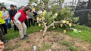 副總統勘查釋迦災情 農糧署：花東全品項現金救助