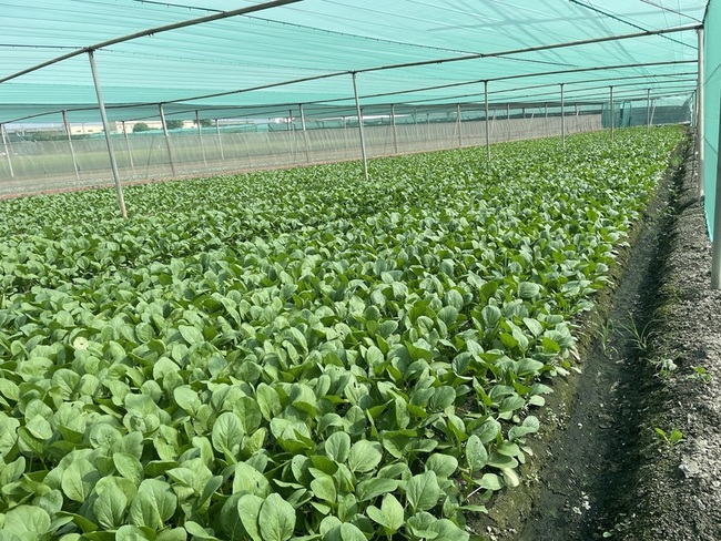 颱風後蔬菜供應量減  批發價漲每公斤51.2元 | 華視新聞