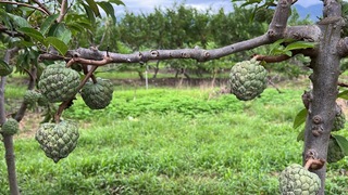颱風康芮襲台釀2死617傷  農損逾2.7億元