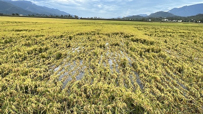 全台農損逾2.7億元 花東全品項現金救助 | 華視新聞