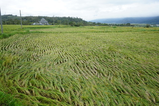 花蓮稻米損失破億  蕭副總統：全力減輕農民負擔