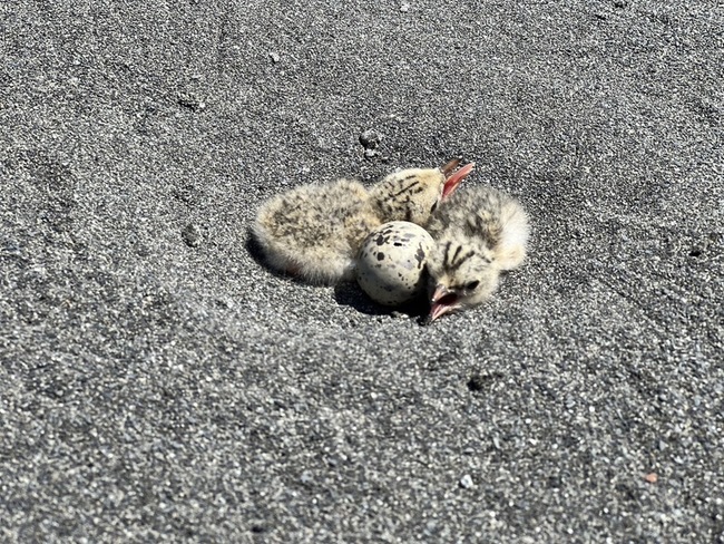 宜蘭守護小燕鷗棲地有成 鳥巢數、孵化率創新高 | 華視新聞