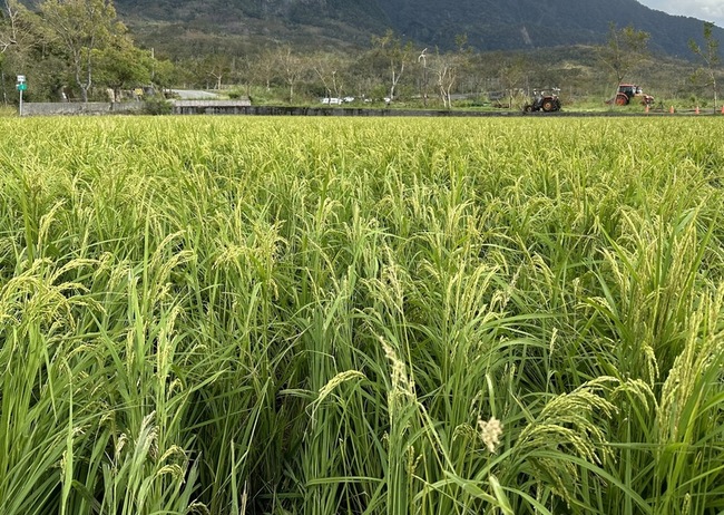 花東二期稻作遭風災 農糧署啟動收購 | 華視新聞