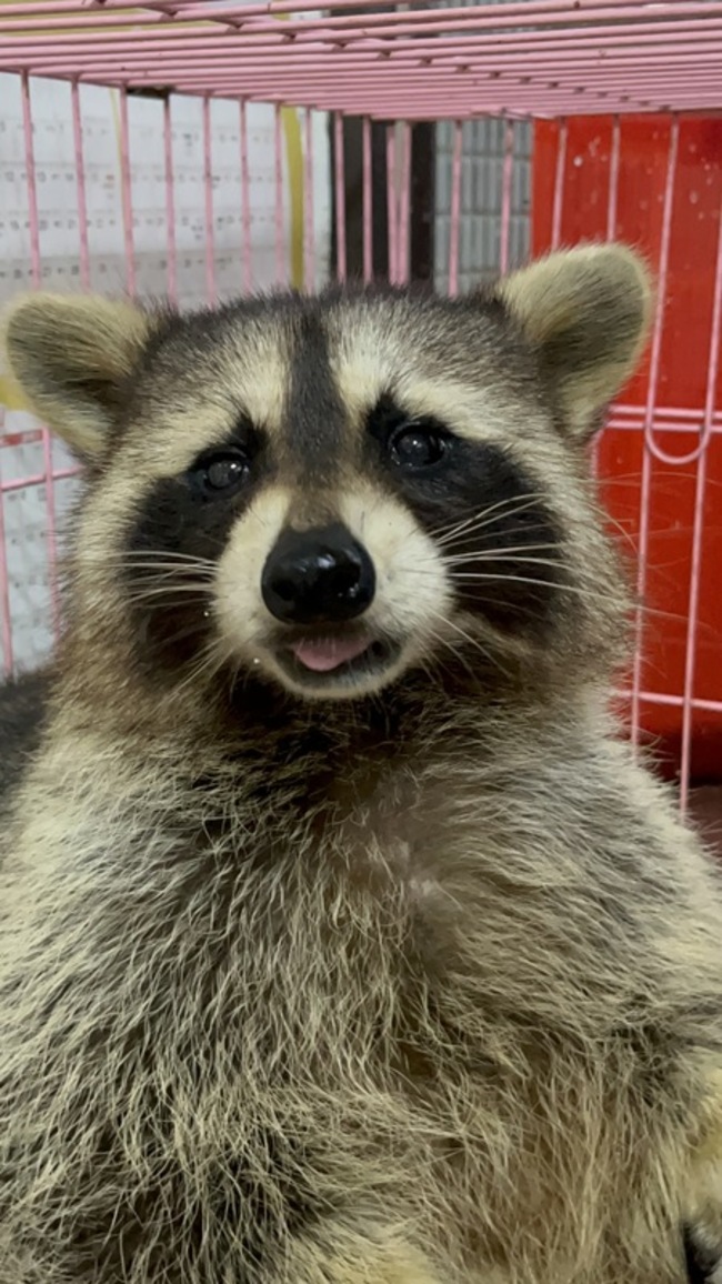 桃園拾獲走失浣熊 飼主若未出面將公告認領 | 華視新聞