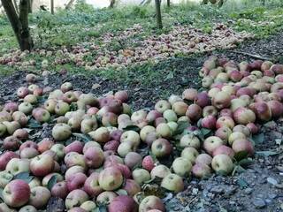 颱風康芮重創梨山  甜柿蜜蘋果損失2.8億