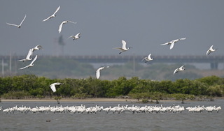 黑面琵鷺抵台過冬 生態保育學會：台南已有2550隻