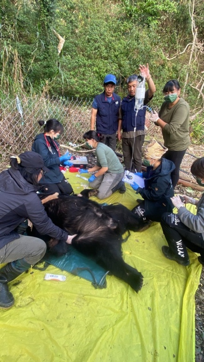 黑熊入侵花蓮5處雞舍 林保署誘捕成功首例精準捕捉 | 華視新聞