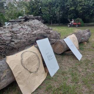 盜伐紅檜分2地藏放 警拓模比對確認逮2嫌送辦