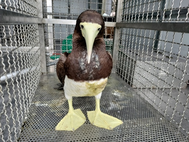 白腹鰹鳥颱風落難國小操場  新北動保處救援野放 | 華視新聞